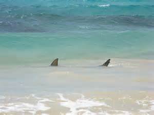 Circling Sharks